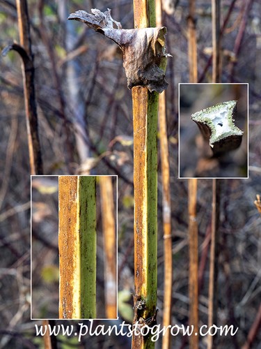 The square stem of a Cup Plant (Silphium perfoliatum). The cross section of the stem on the upper right side.  The white material is the spongy pith.